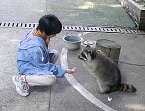 リス村・島原/アライグマと