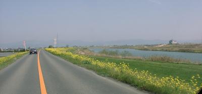 久留米・筑後川の菜の花