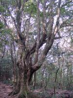 石谷山登山道