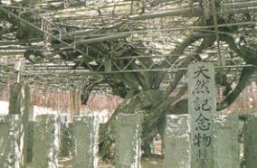 大中臣神社の将軍藤